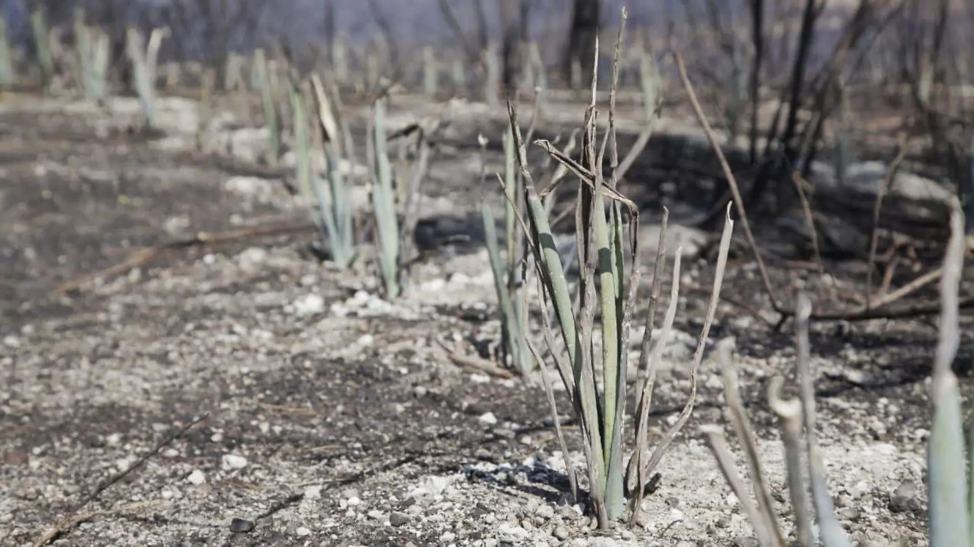 Sembradios de agave predio siniestrado Bosque de la Primavera